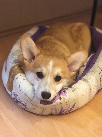 Отстаньте от меня со своими командами!