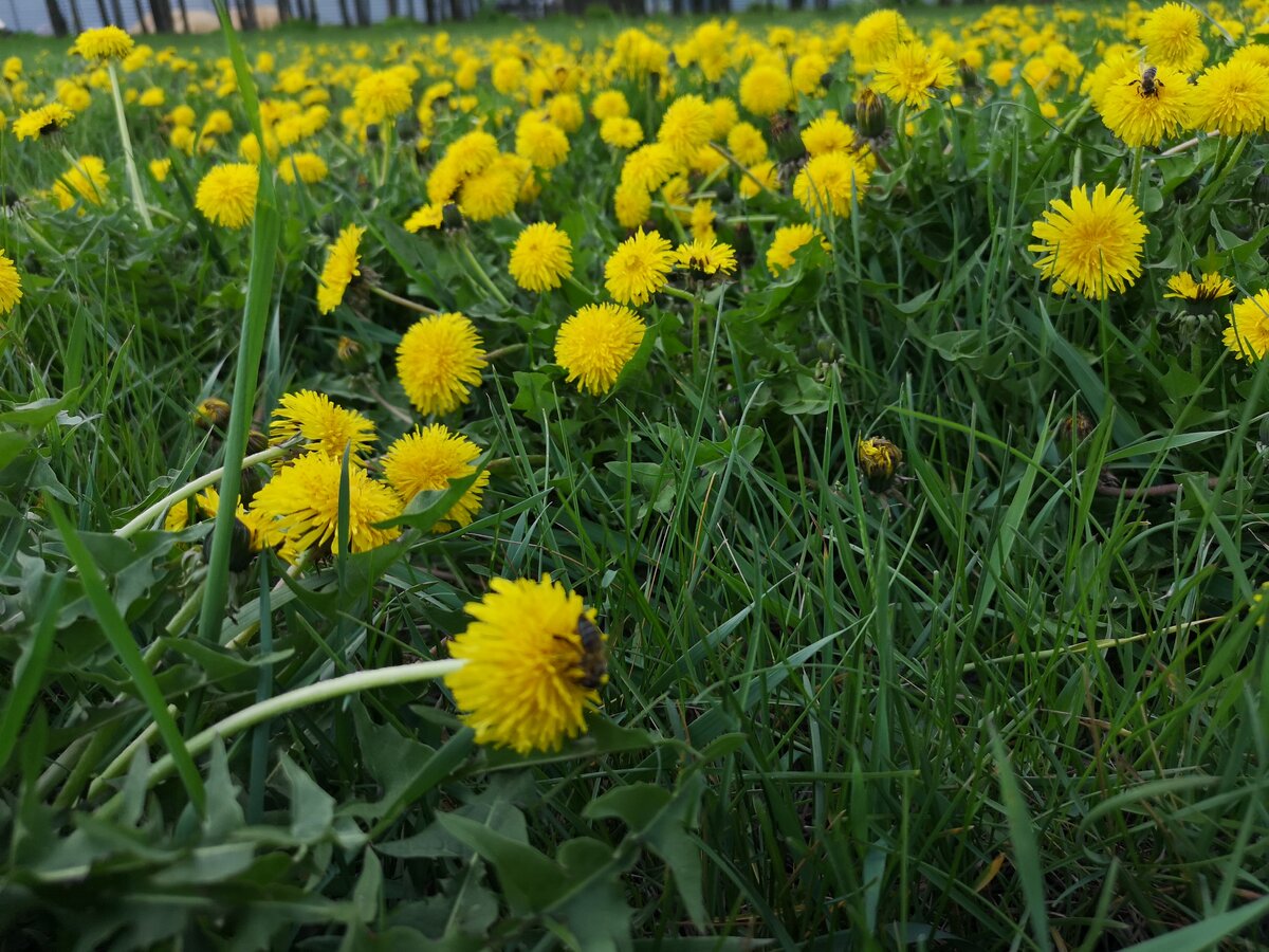 Huawei P20 Pro 