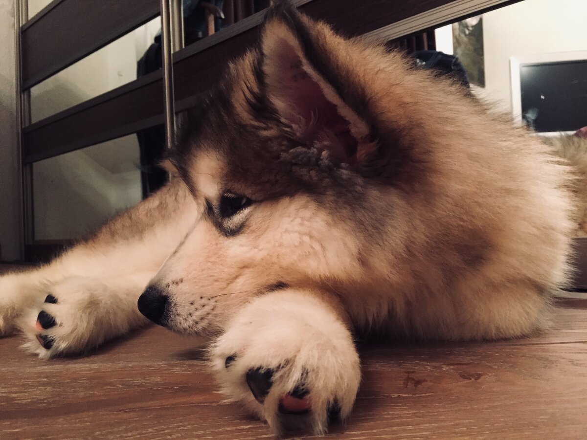 Я не хаски, я маламут 