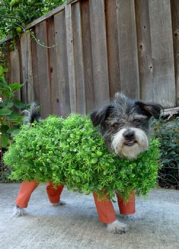 У этой собаки больше нарядов, чем у вас! Посмотрите самые модные наряды этого питомца