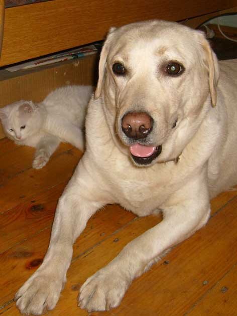 Наша лабрадор Злата. Фото А.Троилиной