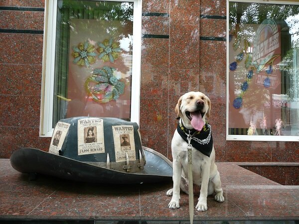 Фото из личного архива. Лабрадор Зетта Джонс Леди Льдинка