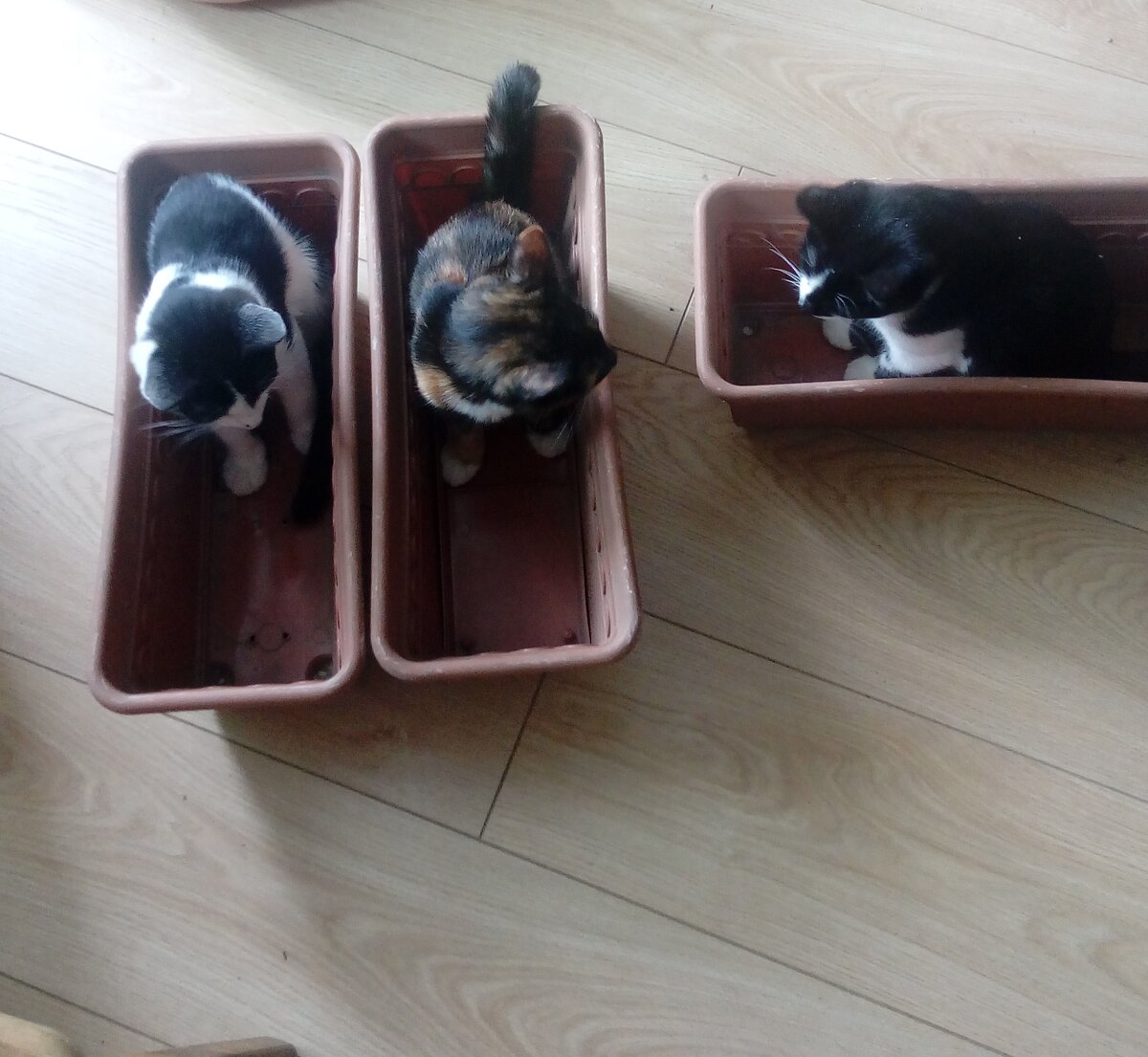 Котята готовят ящики к посадке цветочной рассады