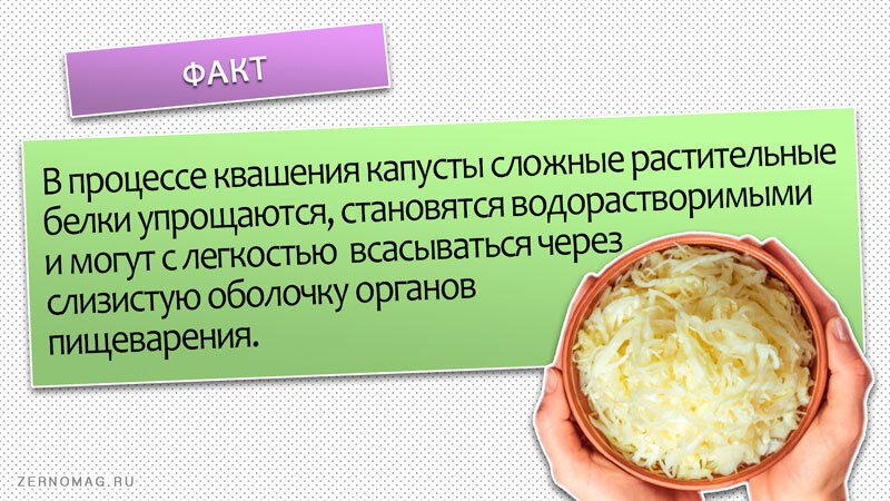Чем полезна квашеная капуста. Процесквашеная капуста. Качество квашеной капусты. Полезные свойства квашеной капусты для организма. Факты о квашеной капусте.
