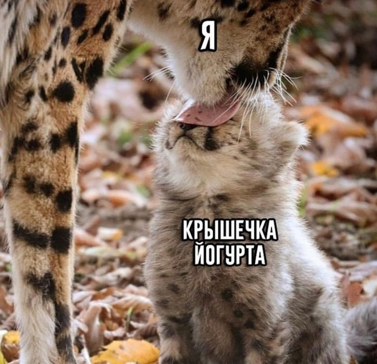 Источник https://pikabu.ru