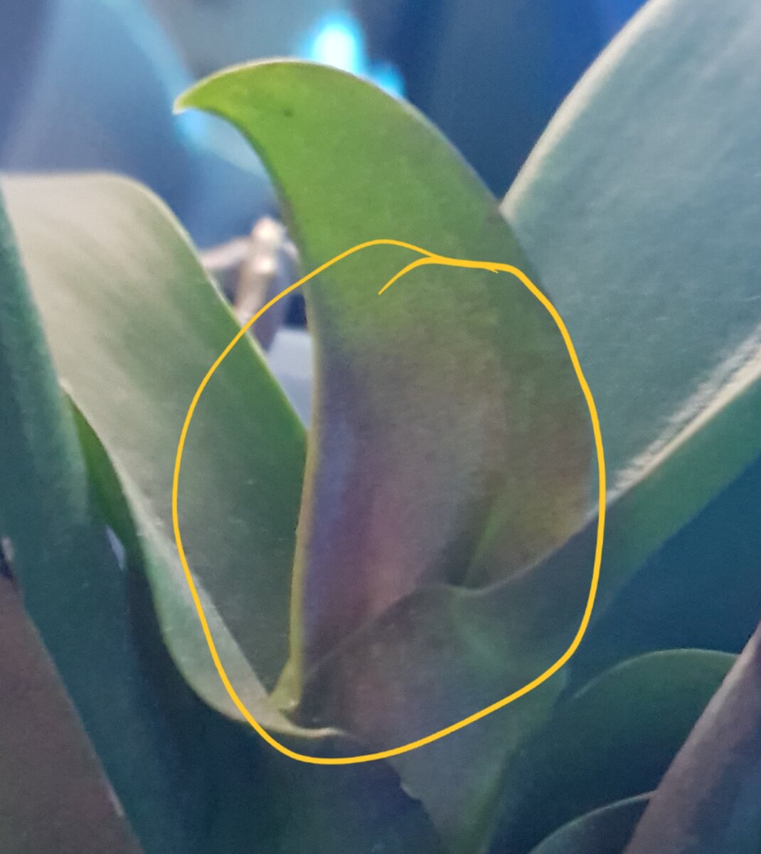 снизу лист бордовый орхидея. фиолетовые листья у фаленопсиса. краснеет лист орхидеи. у фаленопсиса листья красноватые. краснеет лист на орхидее.