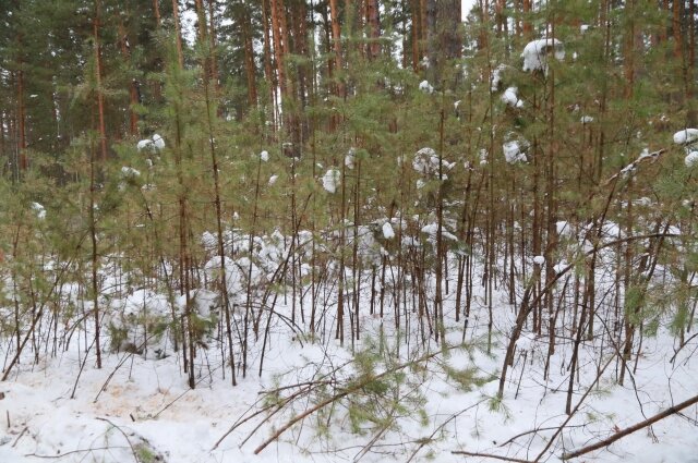 Молодые деревца тонкие и хрупкие Фото: АиФ/ Виктор Крутов
