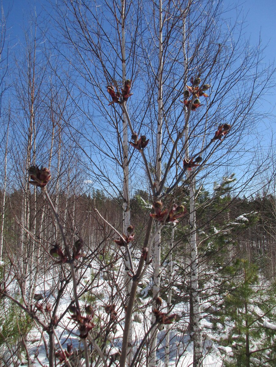 Цветущий клен