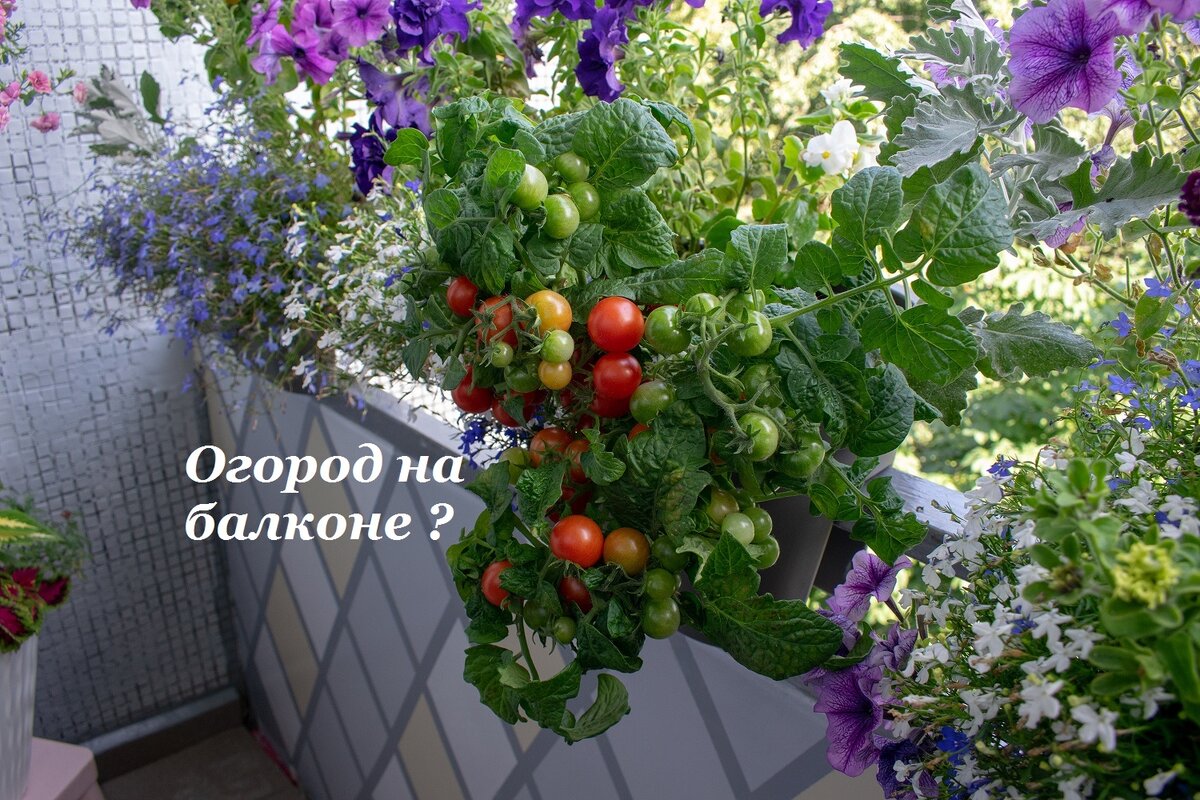 Мой огород выращивается на открытой  лоджии . Если бы это был балкон, я бы оценила состояние перил и  хорошо подумала , сколько ящиков  можно разместить на перилах и стоит ли это делать. Безопаснее поставить их на пол, ближе к опорной стене. 