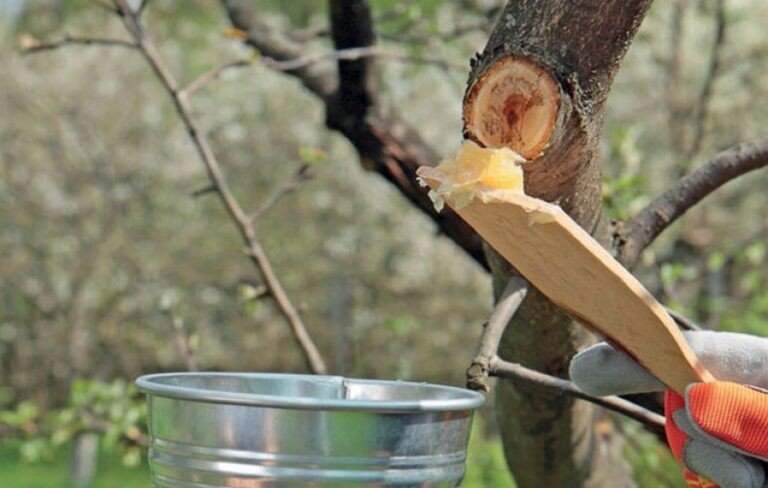 5 главных Ошибок при обрезке Плодовых Деревьев на участке, которые могут Погубить ваш шикарный сад