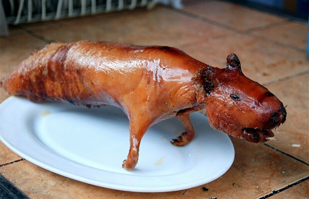 
Так  называется вид морской свинки. Их выращивают на фермах для того, чтобы  потом съесть. Кто пробовал блюдо из куя, говорят, что оно на вкус  несколько напоминает кролика. Но жарят их обычно целиком, и выглядит  это, слабо говоря пугающе.
