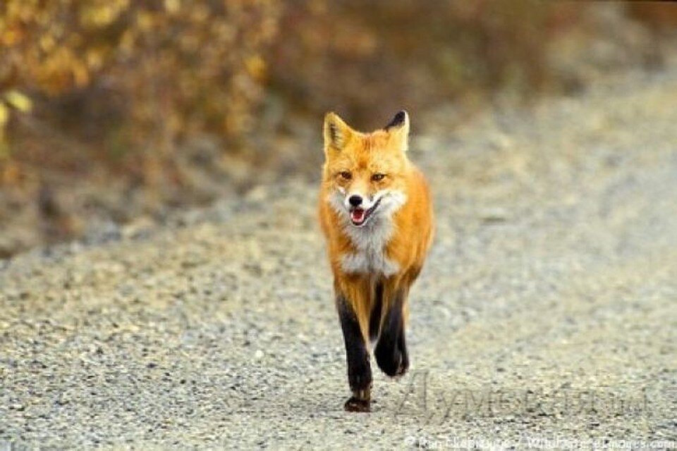 (фото из открытых источников)