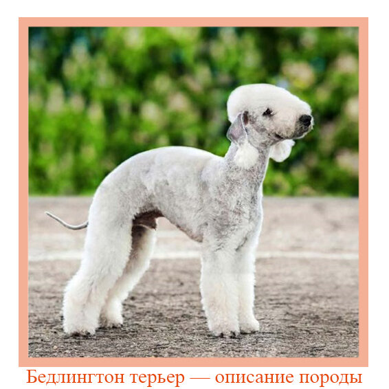  🐶Бедлингтон терьер  — история, описание и особенности породы #породызоодело. 