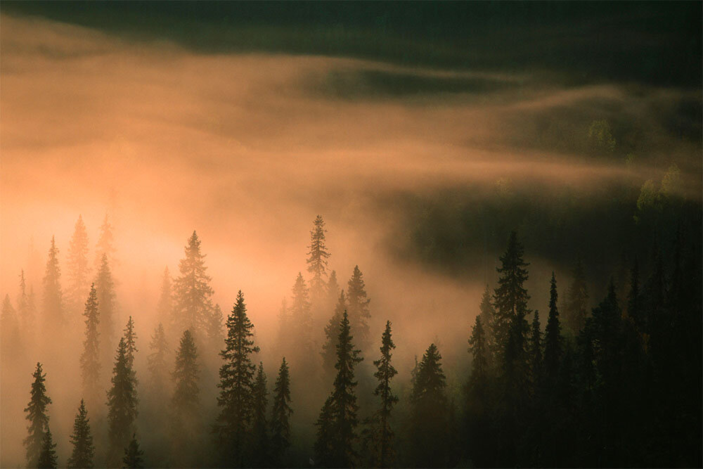 Фотография: Robiller, F. / Picture-Alliance / Arco Images / TASS 