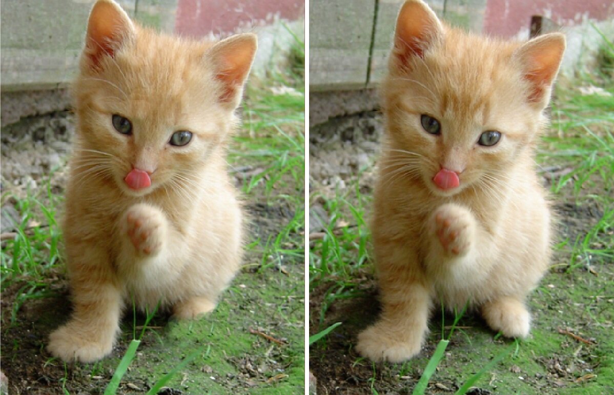 Ищу котика. Найди котика. Найлите котёнка. Найди отличия котята. Отличия с котиками.