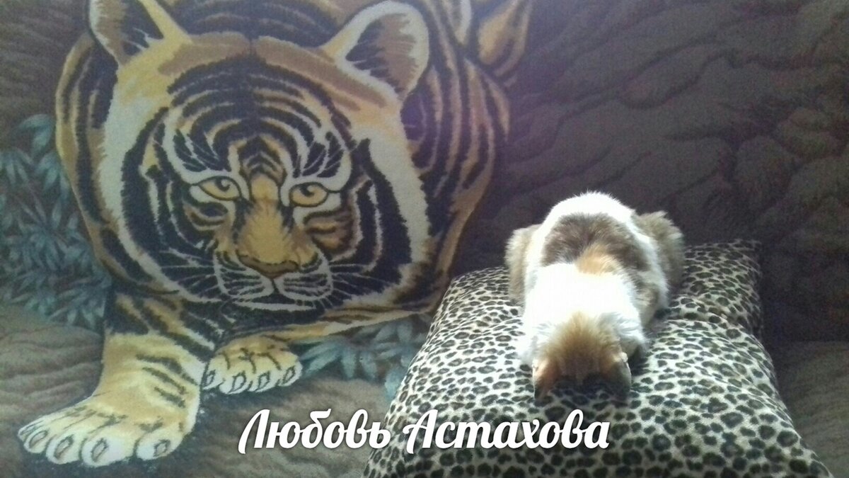 Вот так любила спать наша Люська. Это её излюбленная поза, из котрой она могла ударить лапкой проходящего мимо, и продолжать спать дальше, будто ничего не произошло. 