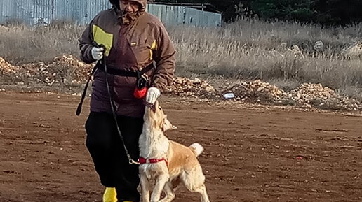 Как мои собаки обучаются на прогулках