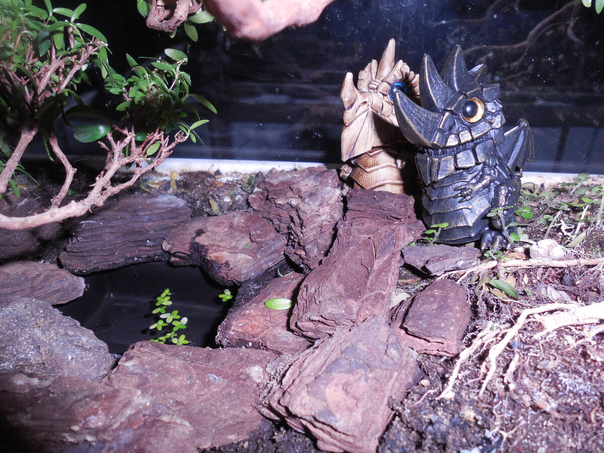 Мини-прудик под охраной!