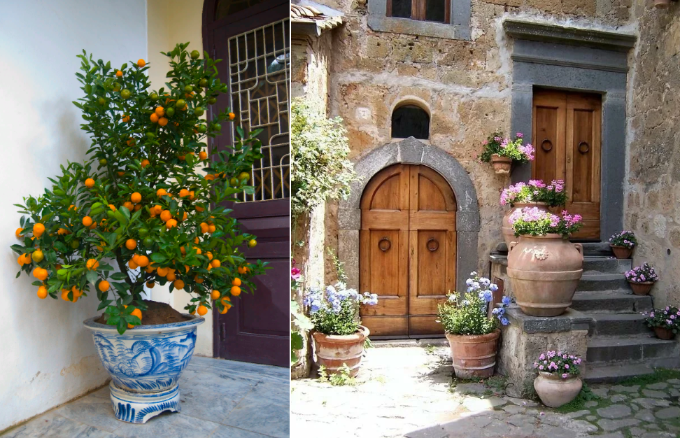 Апельсиновое дерево? Почему бы и нет!