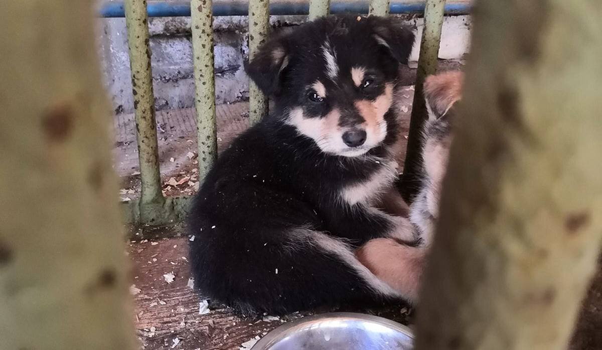 Нижегородский приют. Приют для животных в Нижнем Новгороде на Бурнаковской. Приют для собак в Нижнем Новгороде на Бурнаковской. Приют сострадание в Нижнем Новгороде. Бурнаковский проезд 16 приют для животных.