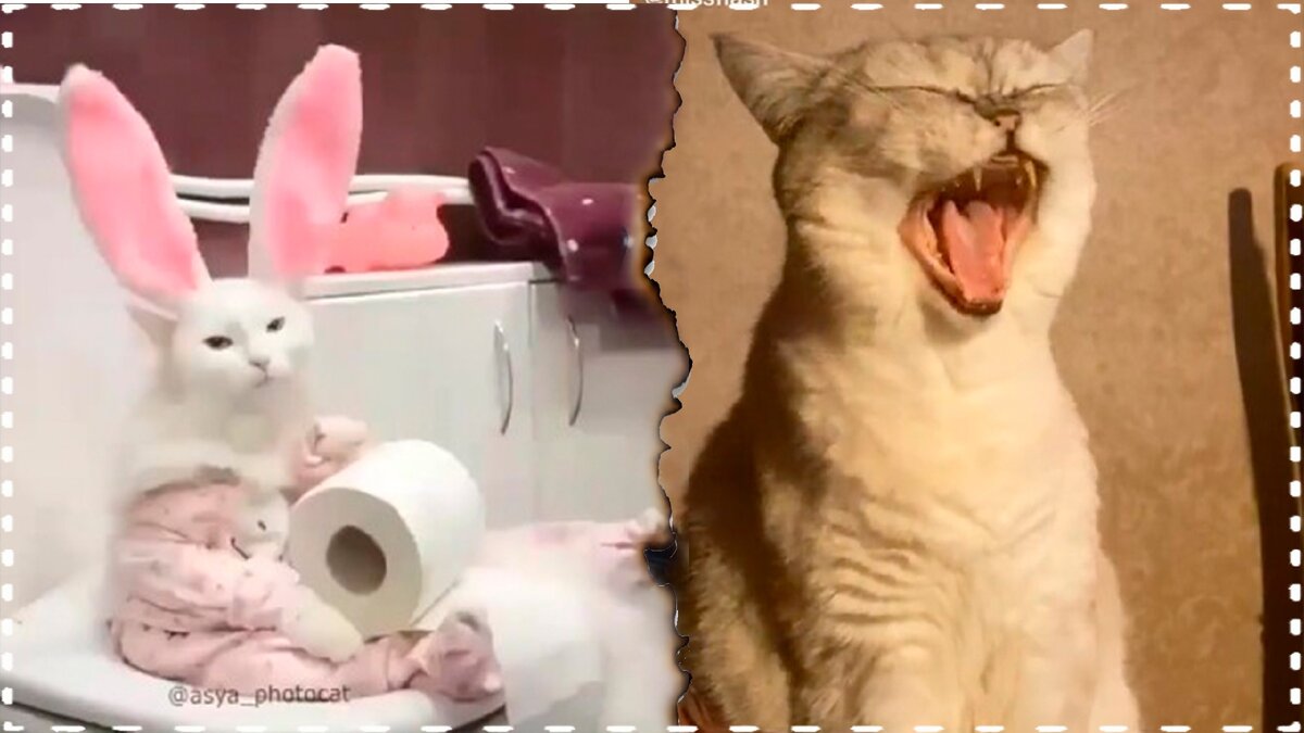 Смешные котики март 2020