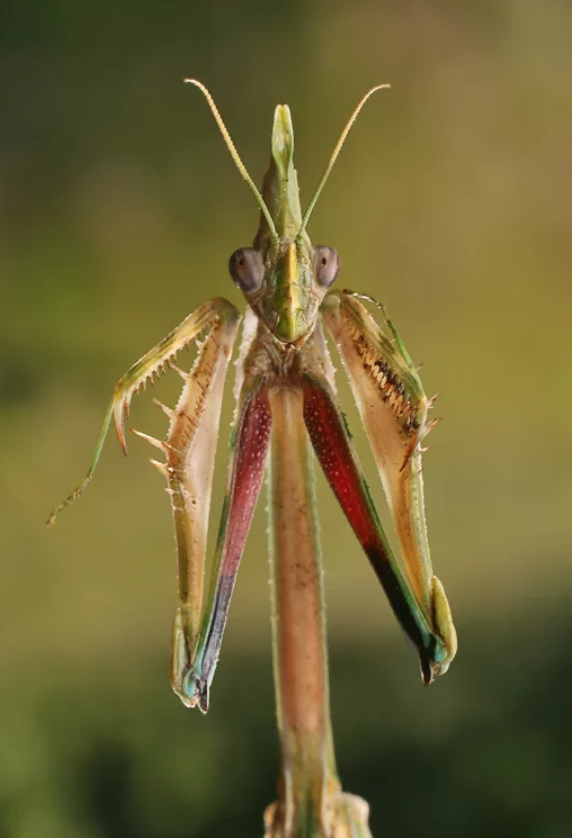 Богомол вида Empusa ( картинка с сервиса Яндекс картинки)