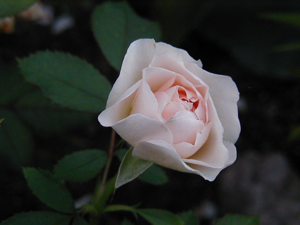 Morden Blush (Морден Блаш)
