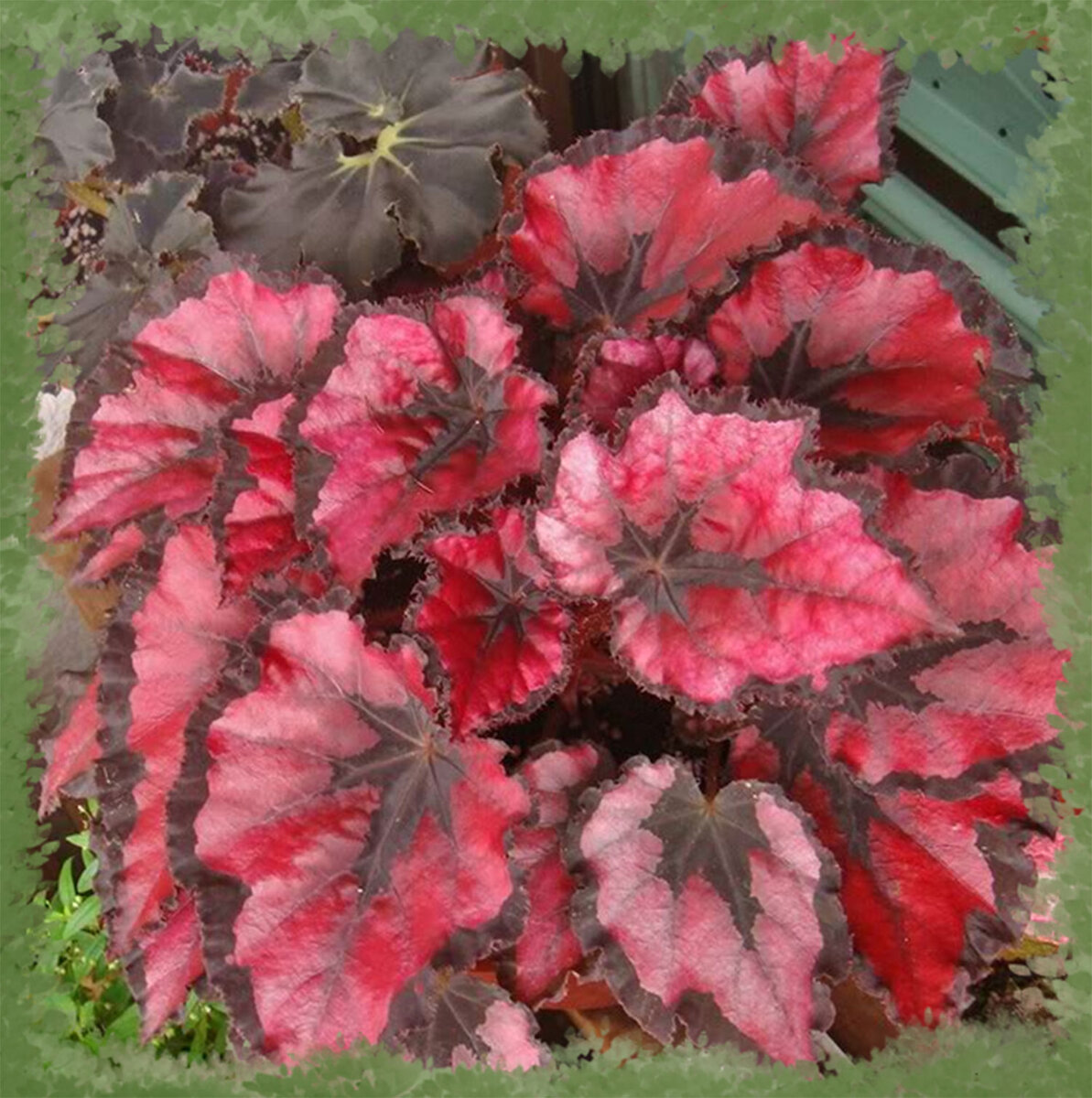 Этот вид бегонии выделяют красивые листья 