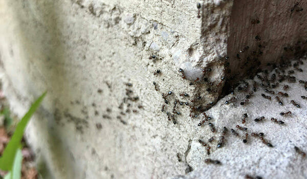 В фундаменте теплицы завелись муравьи: что делать?