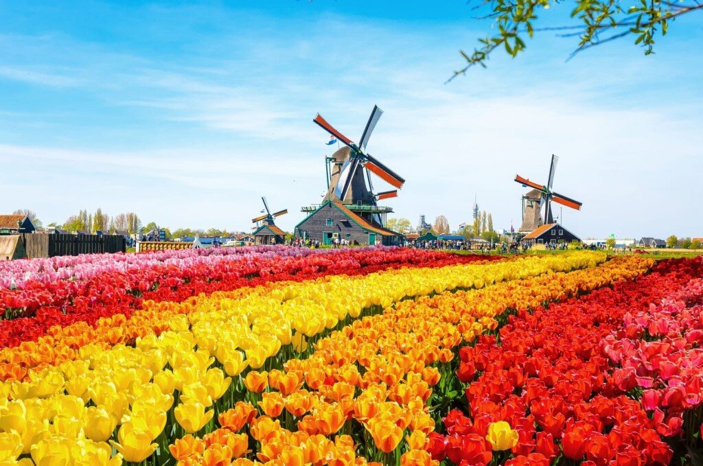 Амстердам тюльпановые поля. Парк Кекенхоф мельница. Голландия тюльпановые поля мельница. Кёкенхоф Нидерланды мельницы.