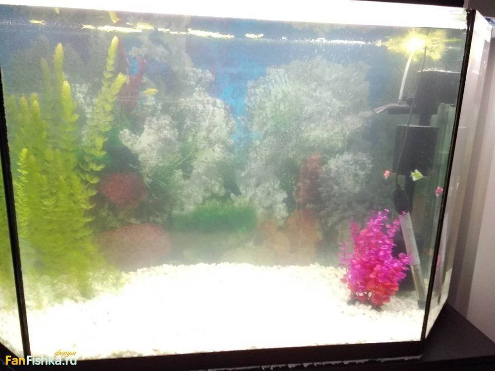 Еще один пример неправильного выбора грунта. И здесь рыбки не заживутся.