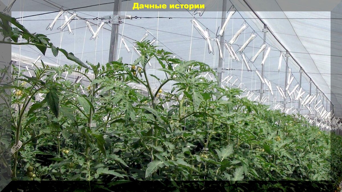 https://vk.com/photo-159774511_457243793