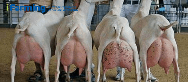 Агробизнес: производство сырого козьего молока. Молочная ферма на 100 фуражных коз.