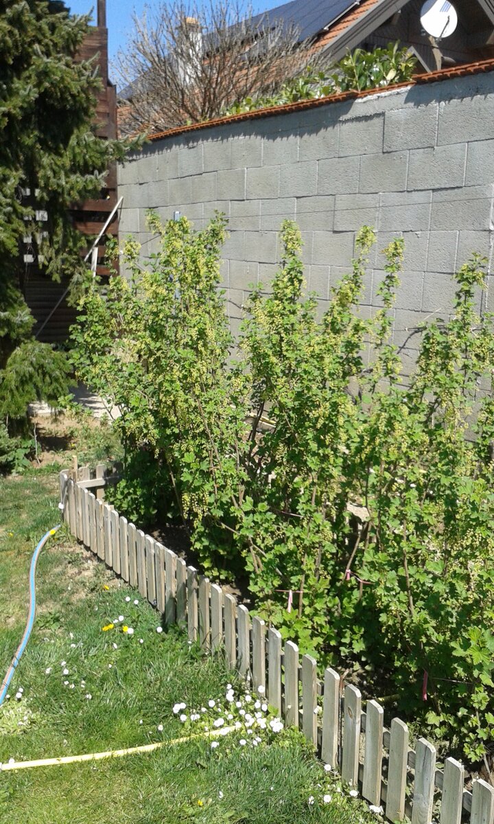 Кусты смородины высотой 160см.