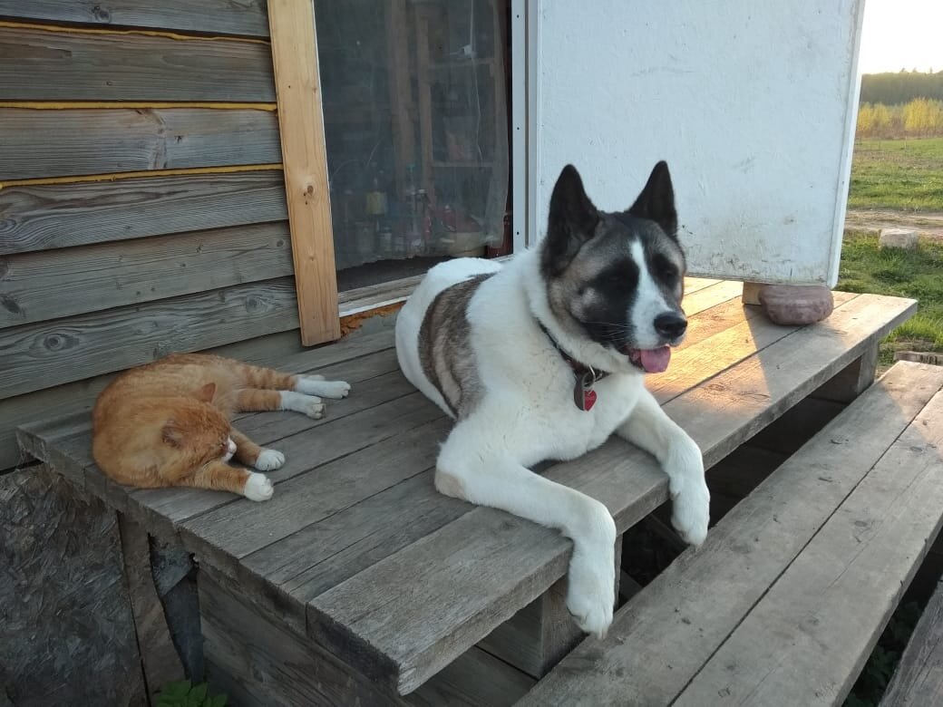 Кот и собака