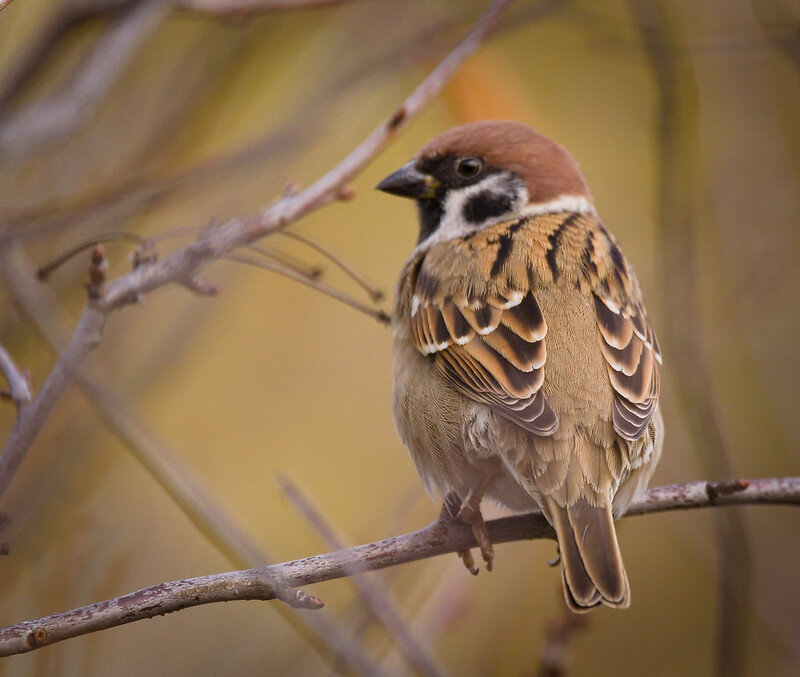 с фотостока https://www.flickr.com