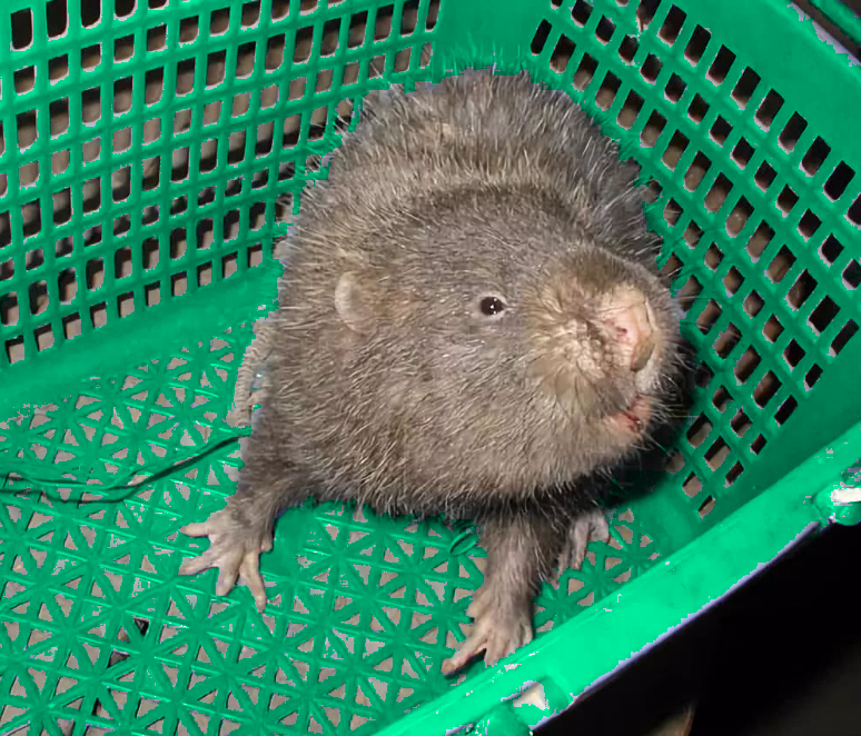 Бамбуковая крыса