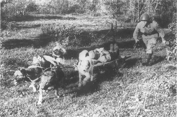 Собаки-санитары транспортируют раненого, фото из https://inadire.ge/wp-content/uploads/2017/02/14907627_208713696223029_5847039420410187439_n.jpg