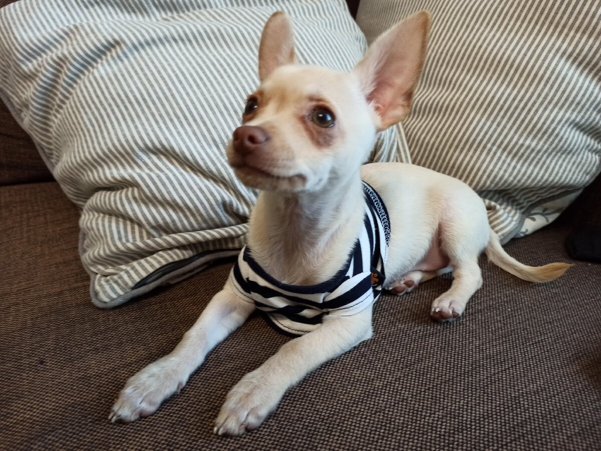 Несмотря на размер, чихуахуа - умные и покладистые собаки 