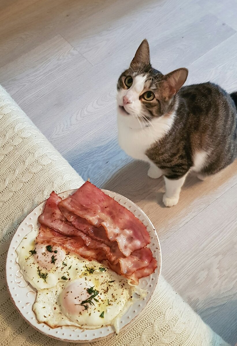 Самое сложное в этом завтраке- удержаться и не отдать его своему коту )