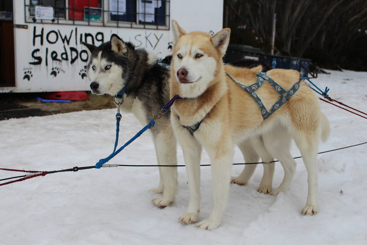 Топ-5 северных пород собак. | 🐾DOG WORLD🐾 | Дзен