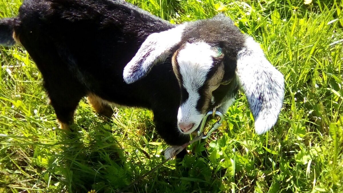 Фото: zen.yandex.ru