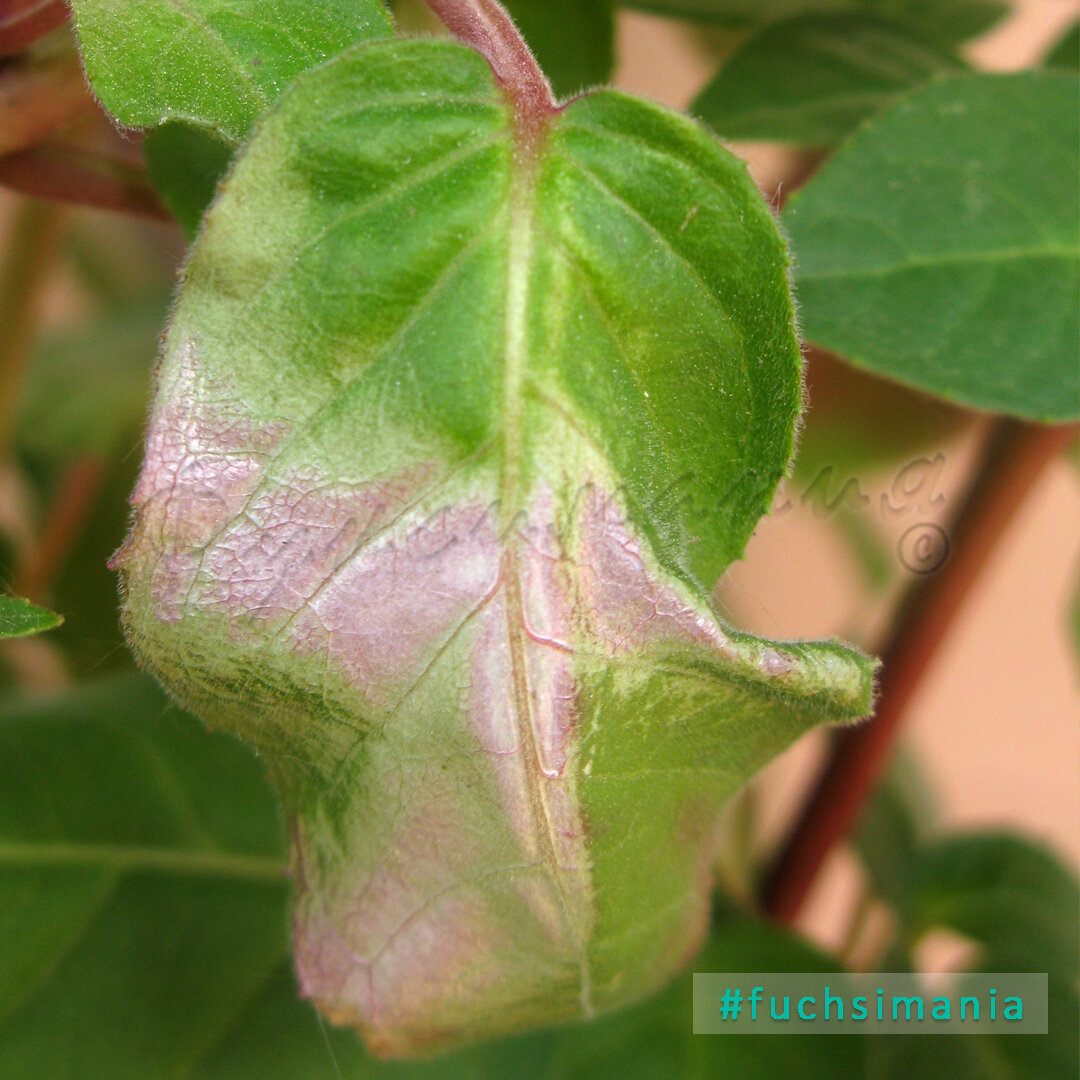 Солнце оставляет на листьях фуксий ожоги