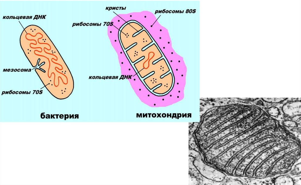 Клетки прокариотов имеют митохондрии. Кристы митохондрий. Как митохондрии вырабатывают энергию. Дыхание в митохондриях. Мезосомы бактерий.