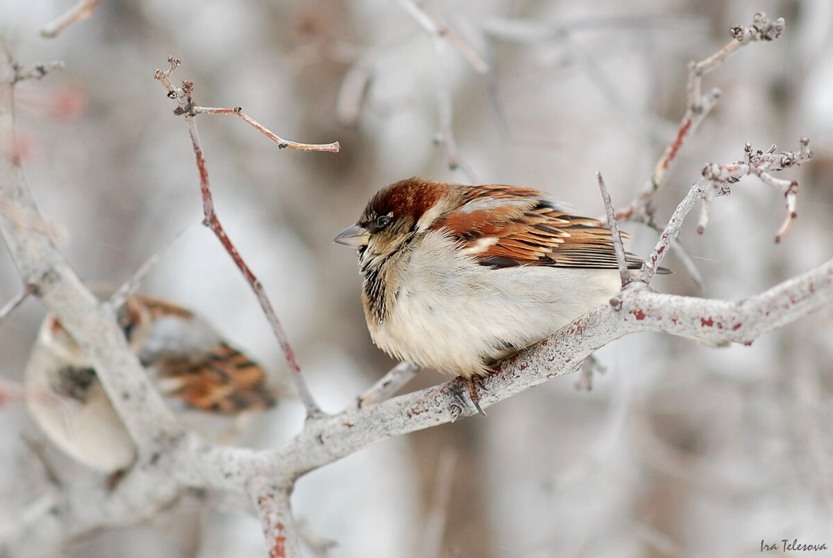 воробей на зимней ветке. воробьев снег. воробей зимой. воробей на ветке зимой. воробей зима.