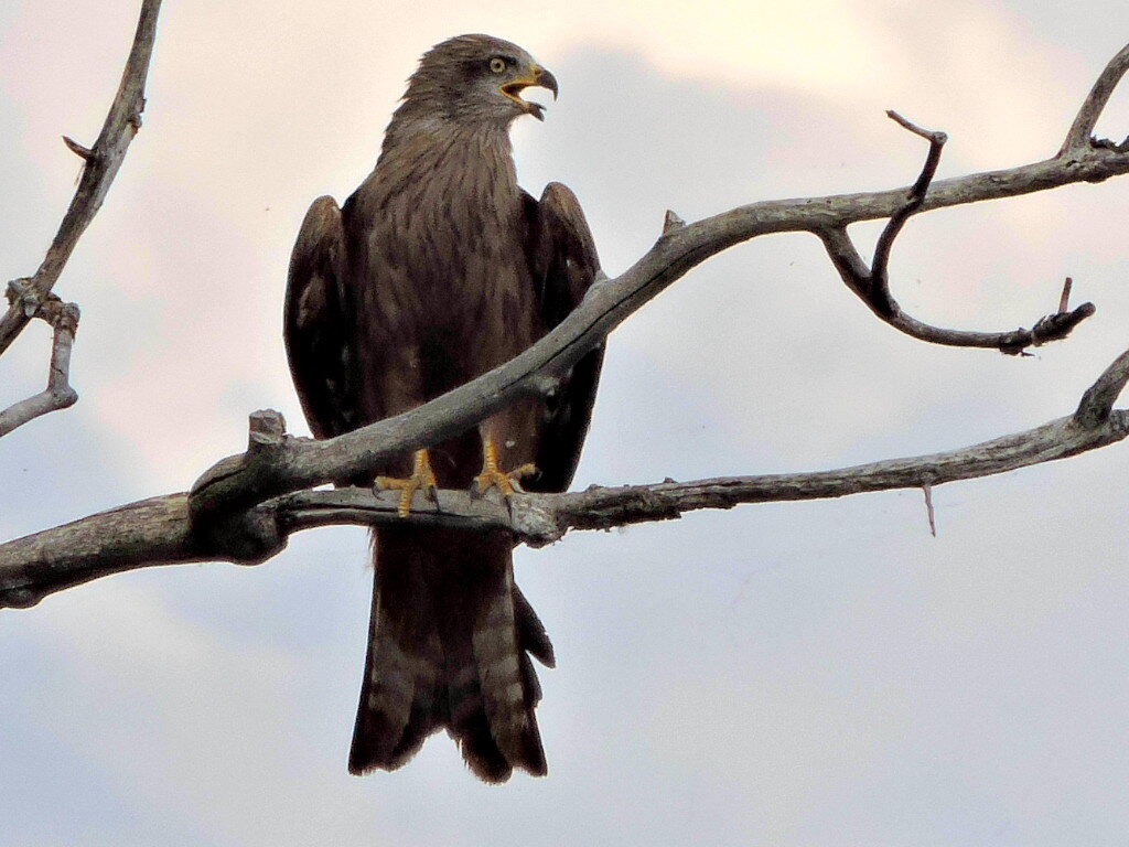 Коршун на урале фото птицы