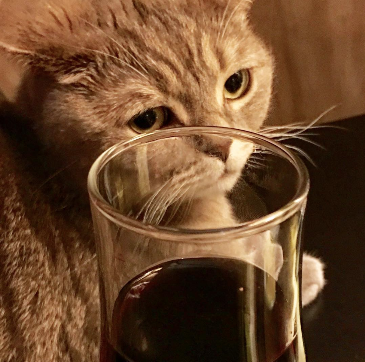 Вредные привычки вашего кота