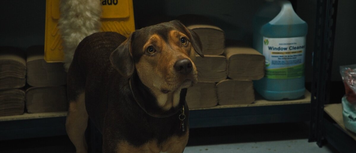 Кадр из фильма "Путь домой"