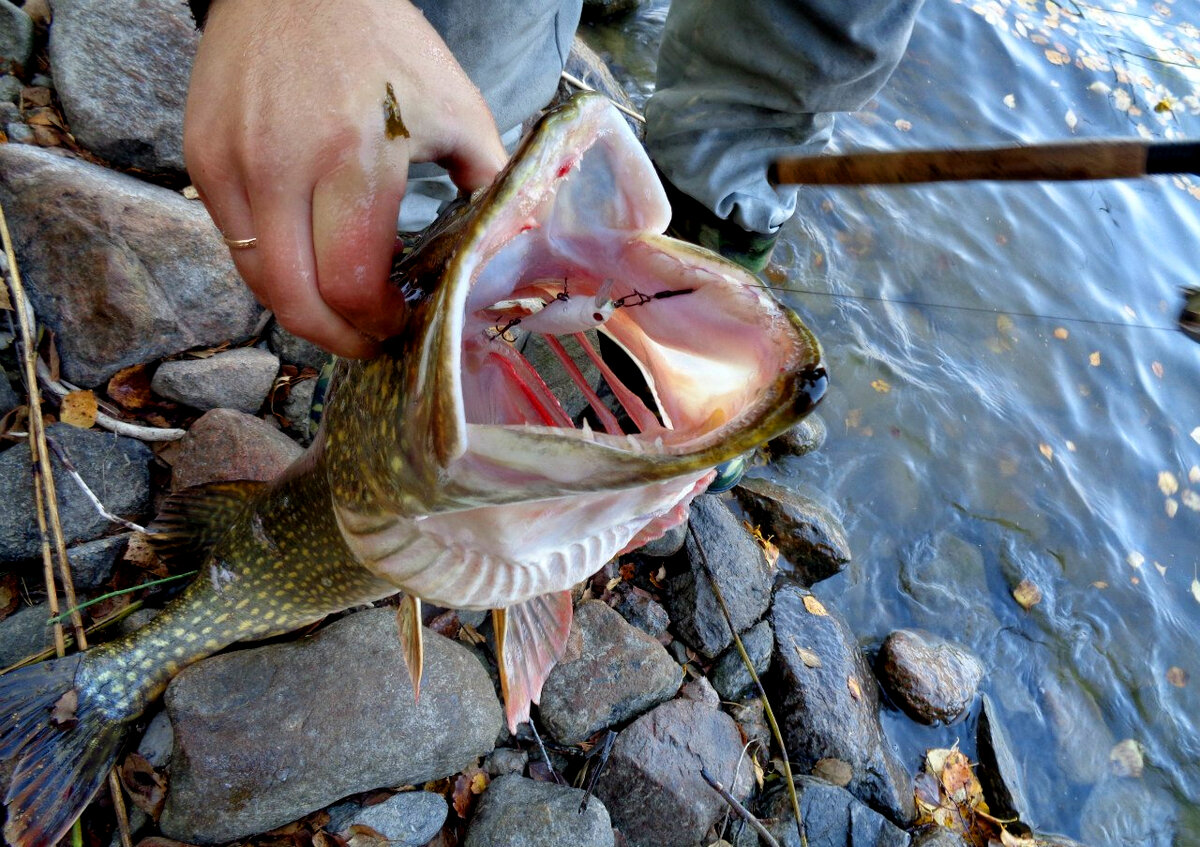 Pontoon 21 Greedy Guts и щучка с Ладожских шхер