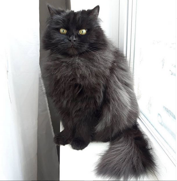 Афина, длинношерстная британская кошка